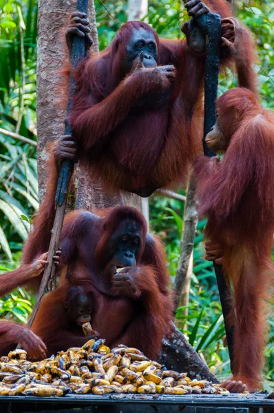 Tres Orang Utan colgados de un árbol en la selva, Indonesia — Foto de Stock