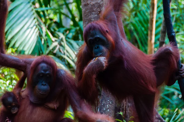 Dvou Orang Utan visí na stromě v džungli, Indonésie — Stock fotografie