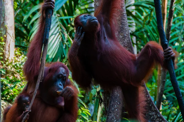 Dos Orang Utan colgando de un árbol en la selva, Indonesia — Foto de Stock