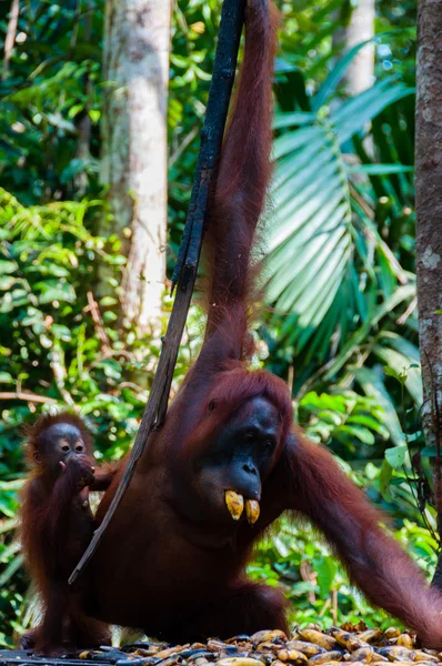 インドネシアのジャングルで木にぶら下がっているオランウータン — ストック写真