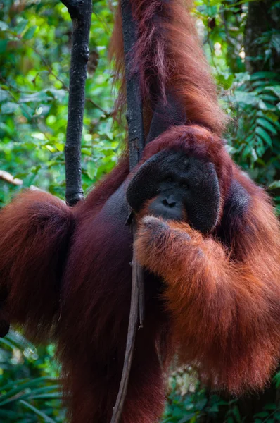 Alfa erkek Orang Utan ormanın Endonezya Ağaçta asılı — Stok fotoğraf