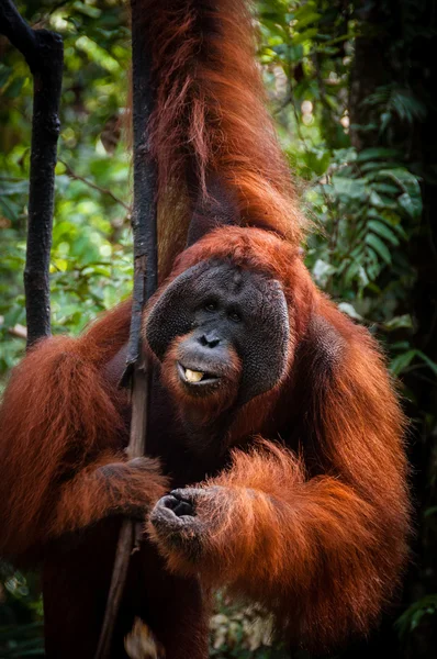 Alfa erkek Orang Utan ormanın Endonezya Ağaçta asılı — Stok fotoğraf