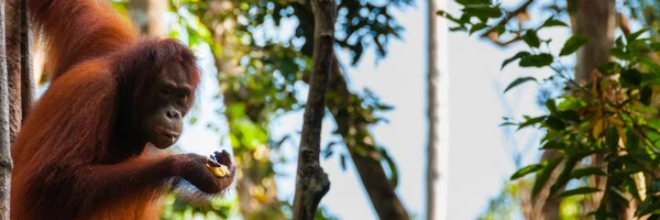 Orang Utan pendurado em uma árvore na selva, Indonésia — Fotografia de Stock