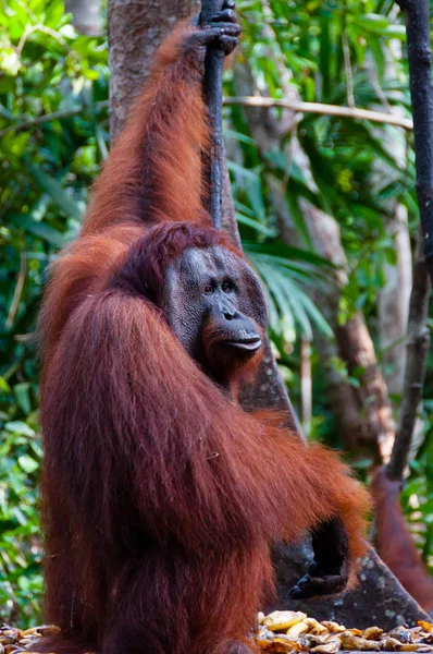 インドネシアのジャングルで木にぶら下がっているオランウータン オランウータン アルファ男性 — ストック写真