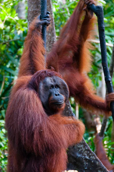 Ormanda, Endonezya bir ağaç üzerinde asılı iki Orangutan — Stok fotoğraf