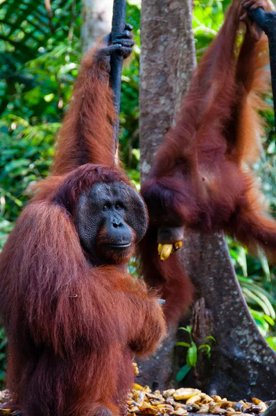 インドネシアのジャングルで木にぶら下がっている 2 つのオランウータン — ストック写真