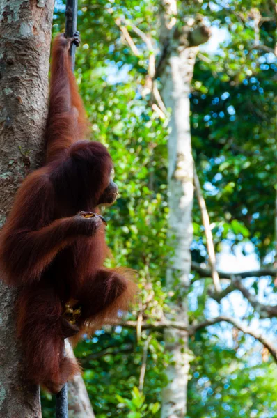 Orang Utan pendurado em uma árvore na selva, Indonésia — Fotografia de Stock