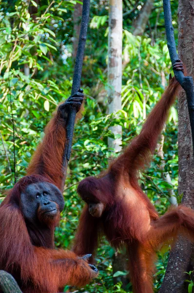 Два Оранг Утана висят на дереве в джунглях, Индонезия — стоковое фото