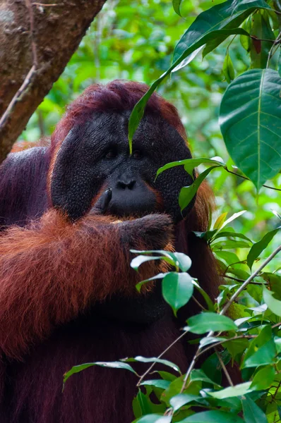 Alfa erkek orangutan utan portre açık yemek — Stok fotoğraf