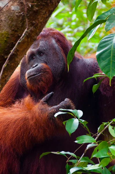 Alfa macho orangotango comendo retrato frontal — Fotografia de Stock
