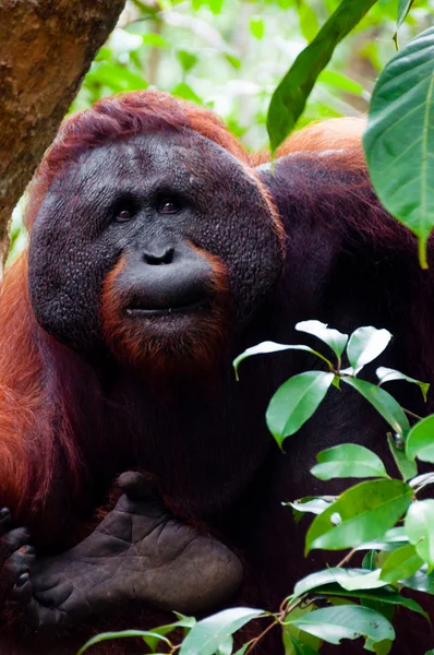 Alpha-Männchen Orang-Utan isst Portrait — Stockfoto