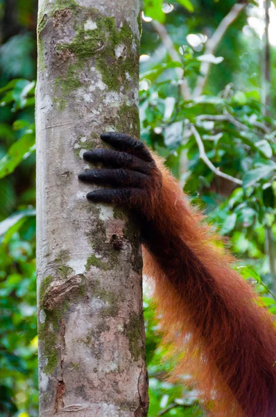 Hand of Orangutan alpha male on a tree in jungle, Borneo