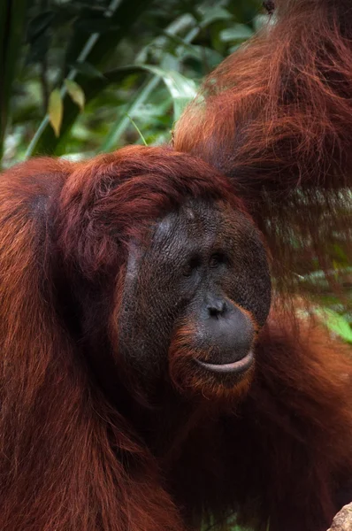 Альфа-самцы орангутангов едят портрет в джунглях Борнео — стоковое фото