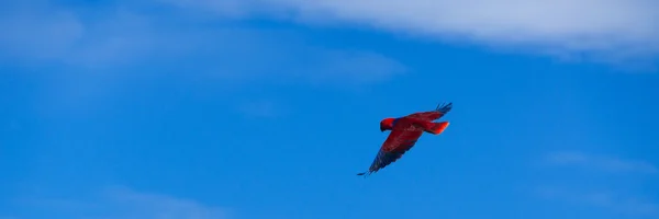 Pájaro rojo loro deslizándose libremente en el cielo azul claro —  Fotos de Stock