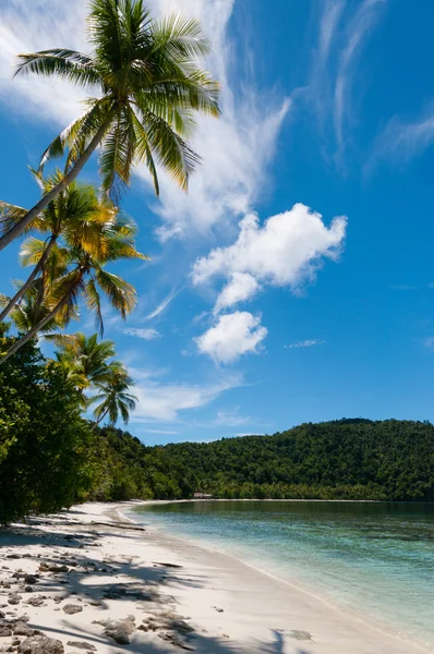 Palm trees at a Tropical Raja Ampat Beach with blue sky and ocean — Stock Photo, Image