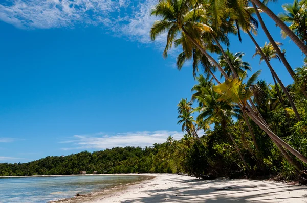 Mavi gökyüzü ve okyanus ile bir tropikal Raja Ampat plajda palmiye ağaçları
