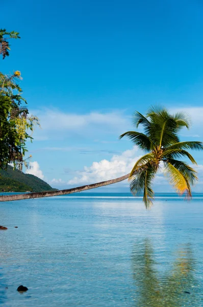 Padlý strom Coconut visí vodorovně nad modrý oceán na pláži v Raja Ampat — Stock fotografie