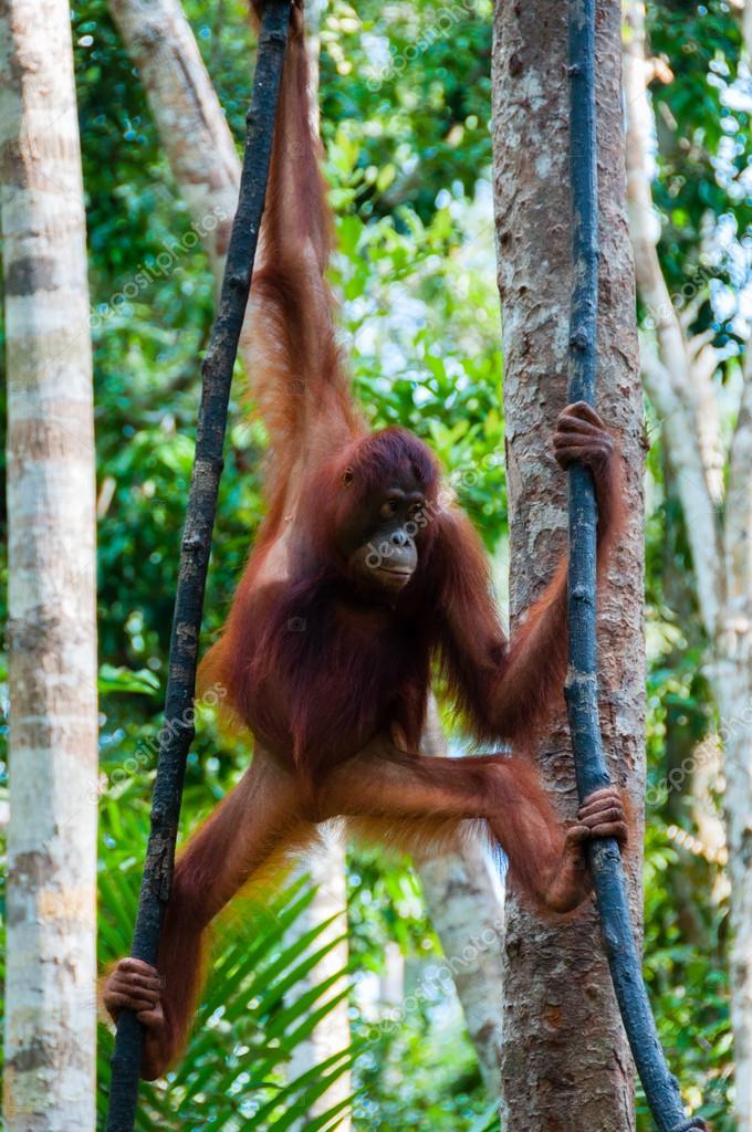 Orang Utan pendu à un arbre dans la jungle, Indonésie image libre de
