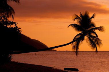 Raja Ampat Beach'te denize üzerinde asılı bir yatay palmiye ağacı turuncu günbatımı silüeti