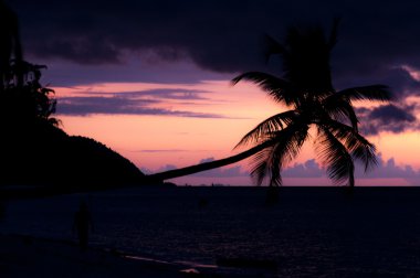 Raja Ampat Beach'te denize üzerinde asılı bir yatay palmiye ağacı renkli günbatımı silüeti