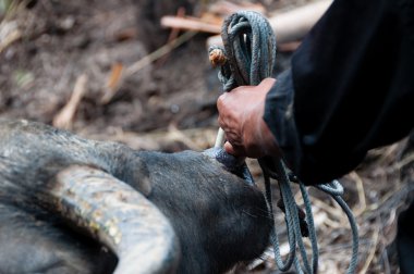 Yang Buffalo ile bir ip ve çalmak Holding adam