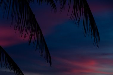 Yaprak siluet önünde mavi ve mor günbatımı plajda palmiye.