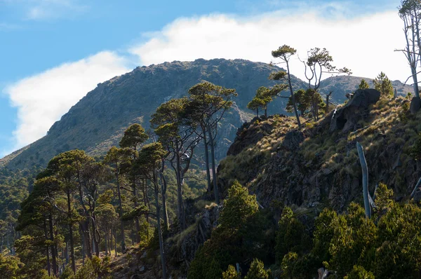 Nagyon magas és sovány fák Tajamulco Guatemala legnagyobb hegy lejtőjén — Stock Fotó