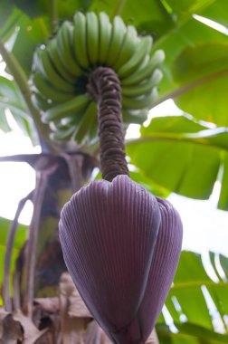 Çok sağlıklı muz kalp bir dalın ucunda