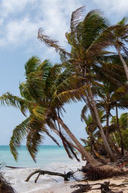 Karayip beyaz kum plaj sahil tropikal küçük Mısır Adası'nda mavi gökyüzü altında rüzgarla palmiye ağaçlarında
