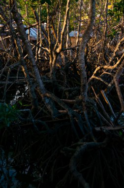 Kurutulmuş kökleri ve üzüm çamur içinde ağaç