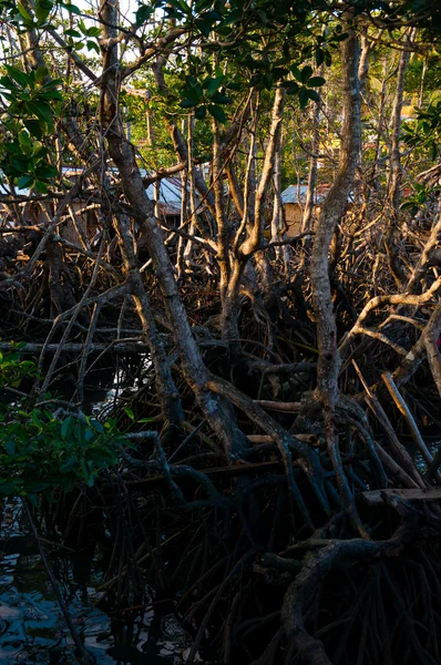 Raízes secas e videiras de uma árvore na lama — Fotografia de Stock