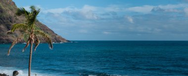Palmiye ağacı önünde siyah kaya taş plaj sahil cape verde Adası