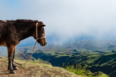 Closeup eşek yana doğru dağ cape verde Adası bulutların üstünde tutuyoruz