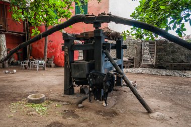 Eski Ahşap Fabrikası önünde siyah keçi