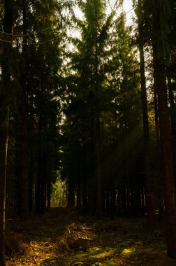 Güneş ile yeşil kozalaklı kırma takas orman ağaç