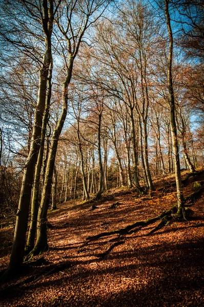 Caminho tranquilo com árvores e folhas de outono e céu azul — Fotografia de Stock