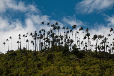 Çok bulutlu mavi gökyüzü altında yeşil bir tepede palmiyeler