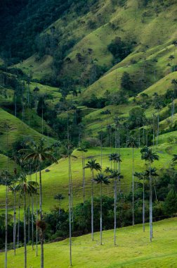 Valle de Cocora uzun palmiye ağaçları ile yeşil vadi