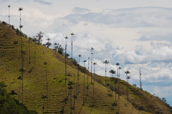 Big palm trees on slope of a green hill under cloudy sky in Cocora Valley