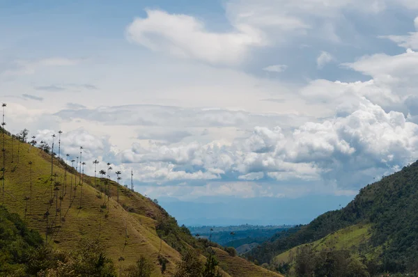 Zöld magas pálmafák felhős ég a Valle de Cocora-völgy — Stock Fotó