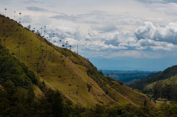 Big palm trees on slope of a green hill under cloudy sky in Cocora Valley