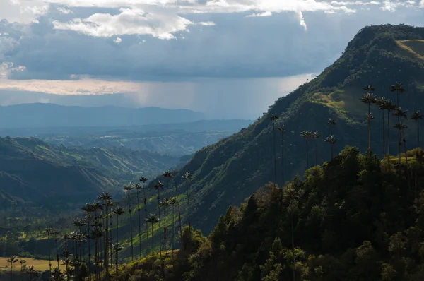 Zöld magas pálmafák felhős ég a Valle de Cocora-völgy — Stock Fotó