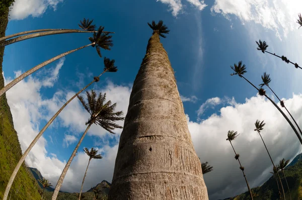 Palmeras altas sobre hierba verde bajo cielo azul con nubes en el valle del Cocora —  Fotos de Stock