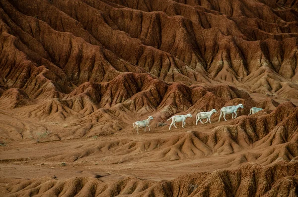 Cordero de oveja en medio del desierto de roca de arena seca Tatacoa, Huila — Foto de Stock
