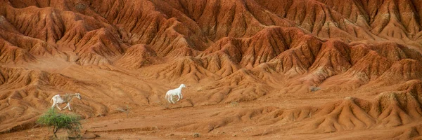 Agneau mouton au milieu du désert de pierre sèche Tatacoa, Huila — Photo