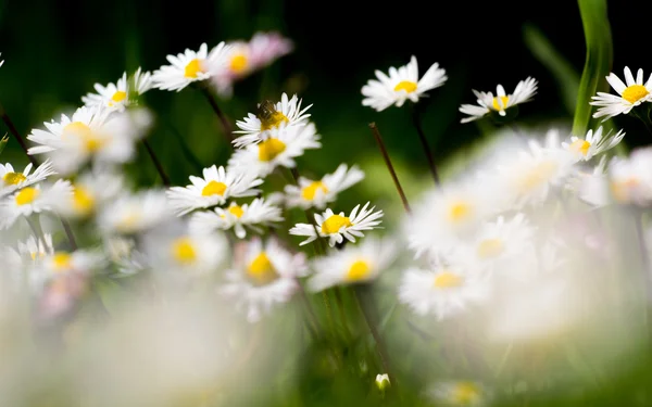 Daisy flor no prado verde — Fotografia de Stock