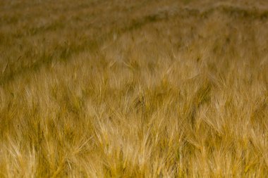 Gün batımını sahada tahıl