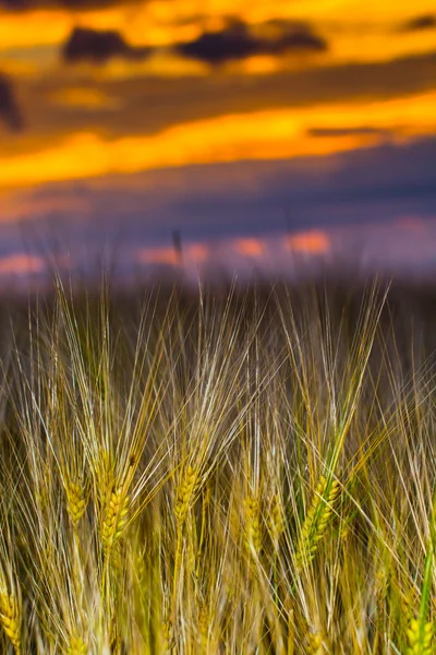 Getreidefeld am Sonnenuntergang — Stockfoto