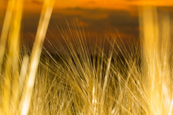 Getreidefeld am Sonnenuntergang — Stockfoto