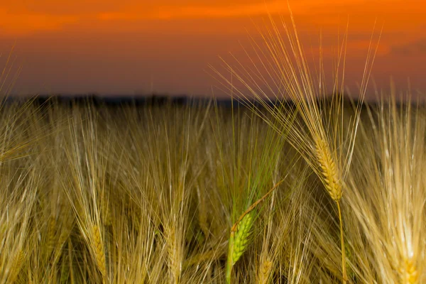 Getreidefeld am Sonnenuntergang — Stockfoto